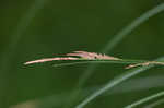 Upright sedge